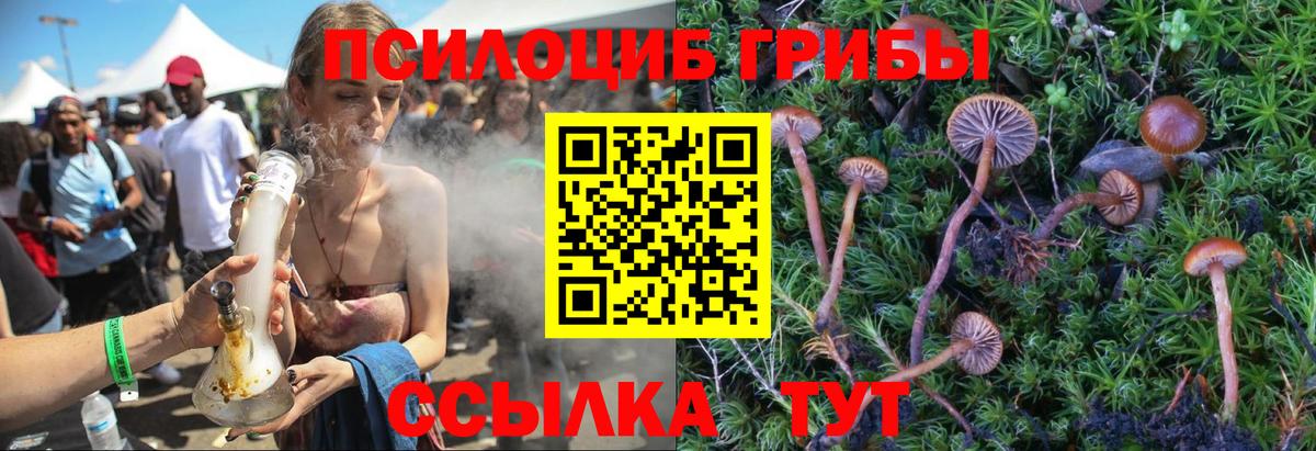 Галлюциногенные грибы Psilocybe Домодедово